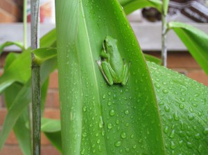 One small, perfect, green frog