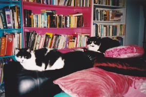 My old house- books and space for cats.