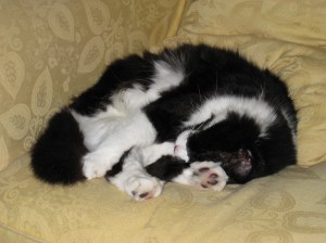 Sleep comes naturally for cats.