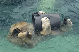 They are losing their habitat.