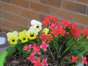 There are flowers by the door- not all is chaos.