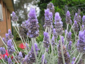 the savour of lavender.