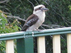 One of my kookaburras yesterday.