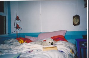 The dog could even read and still sleep.